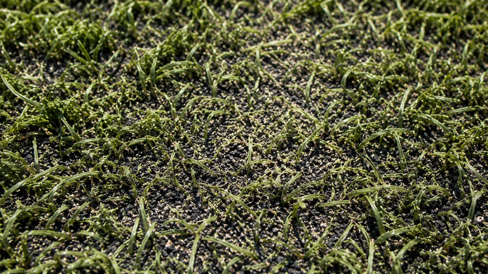 Close-up of compacted artificial turf infill and matted fibers in a repeat dog-use path.