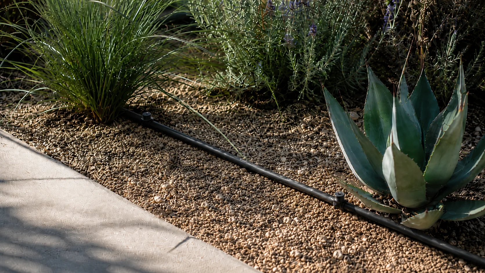 Drip tubing running through a gravel-mulched low-water planting bed with shrubs and grasses.