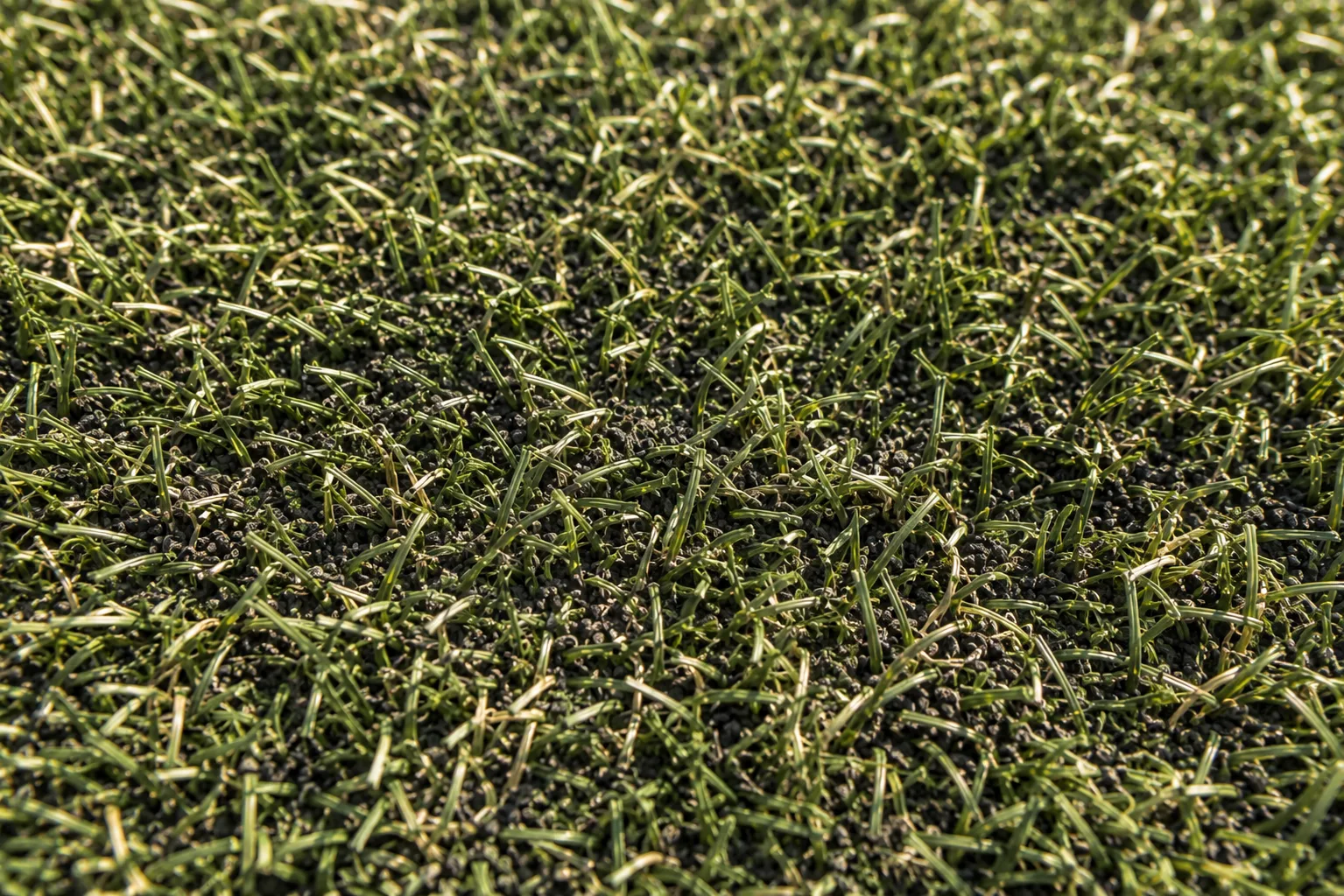 Close-up of artificial turf fibers and infill with mild compaction and summer dust.